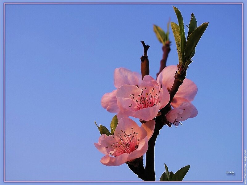 Pink blossoms against blue sky