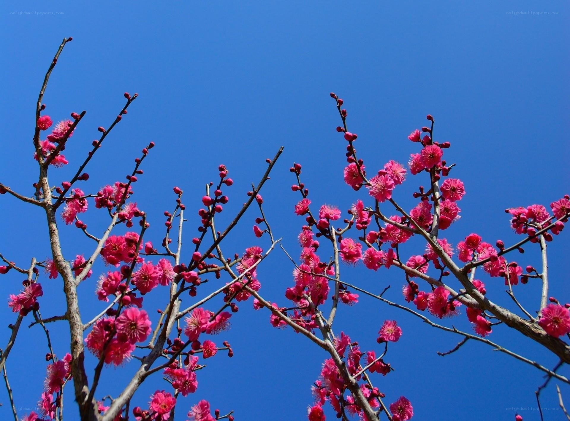 Pink blossoms against blue sky