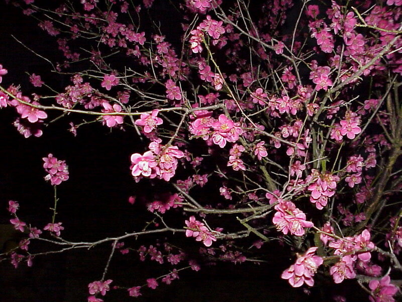 Pink blossoms at night