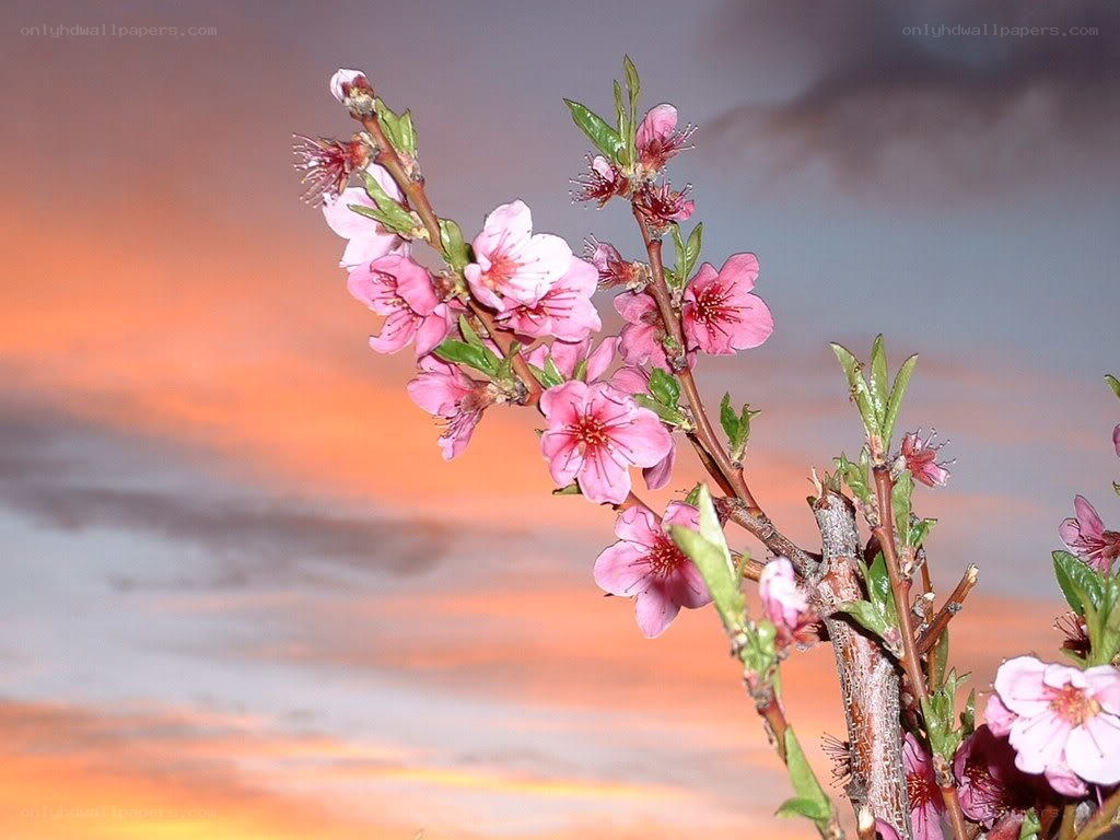 pink blossoms at sunset