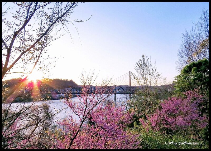 Pink Blossoms by River
