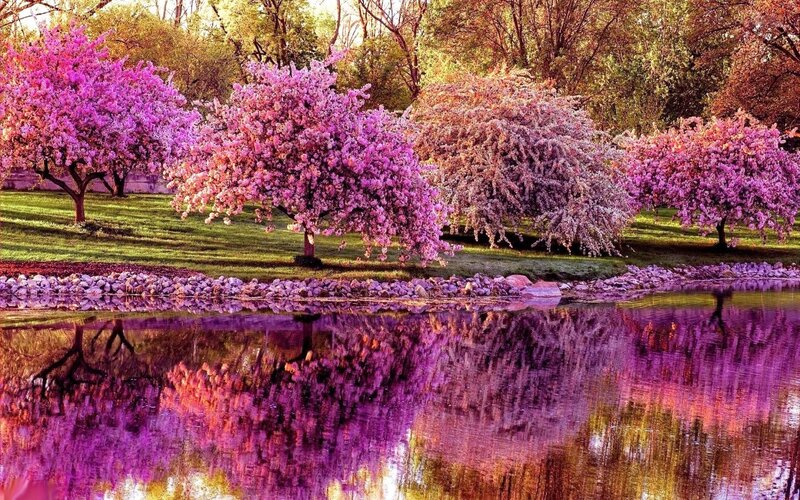 Pink blossoms by the pond
