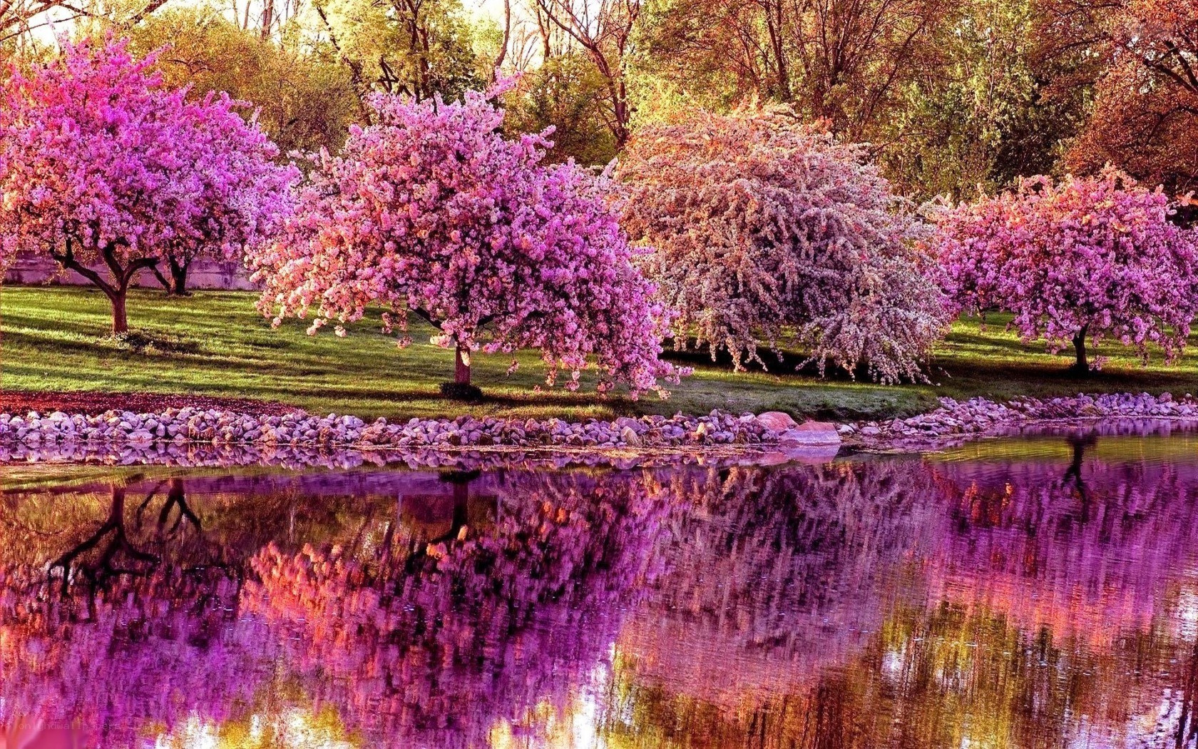 Pink blossoms by the pond