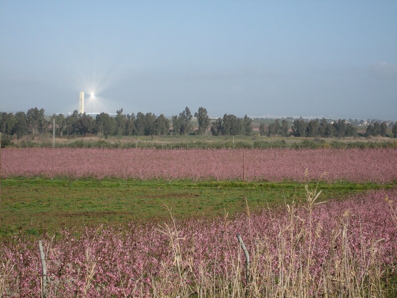 Pink blossoms in a field