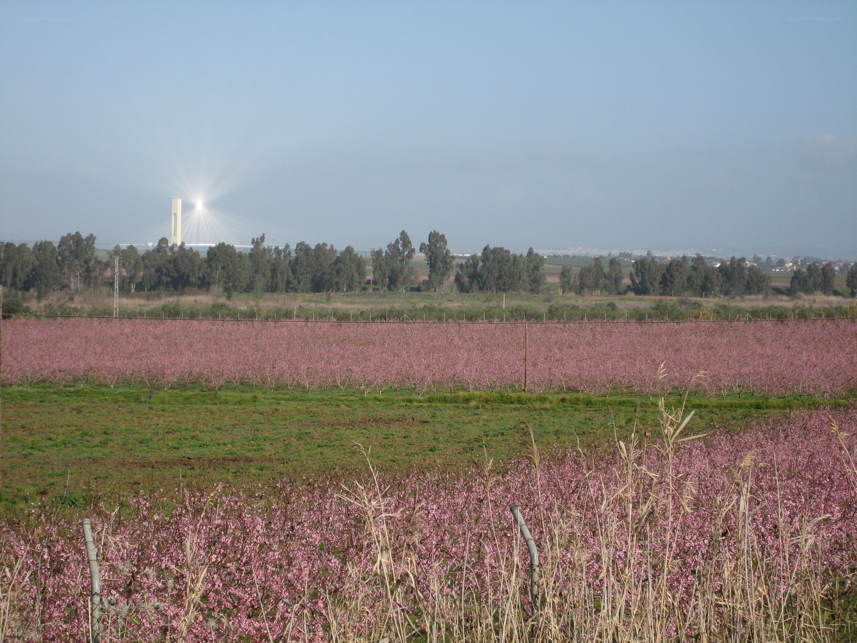 Pink blossoms in a field