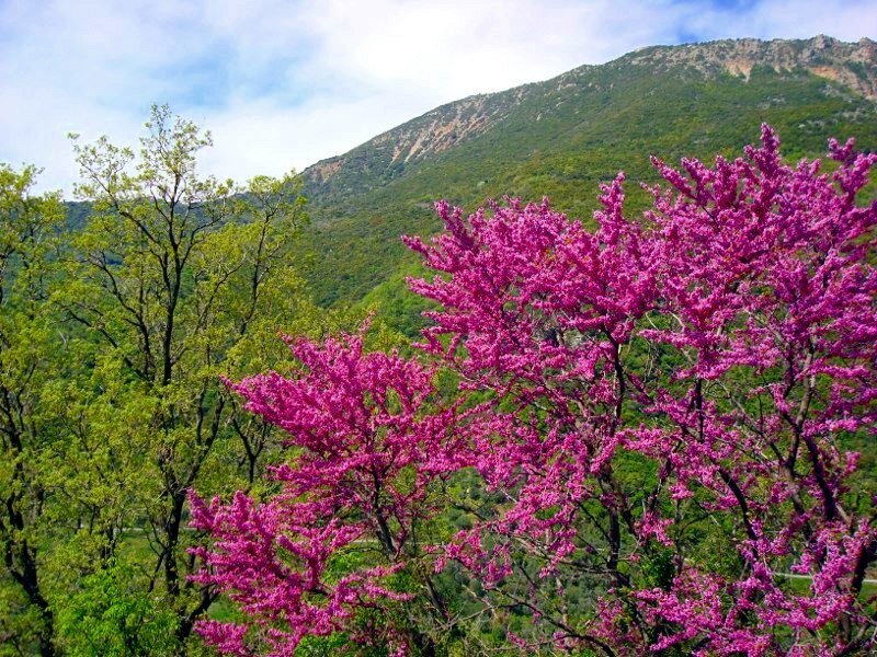Pink blossoms in a mountain valley