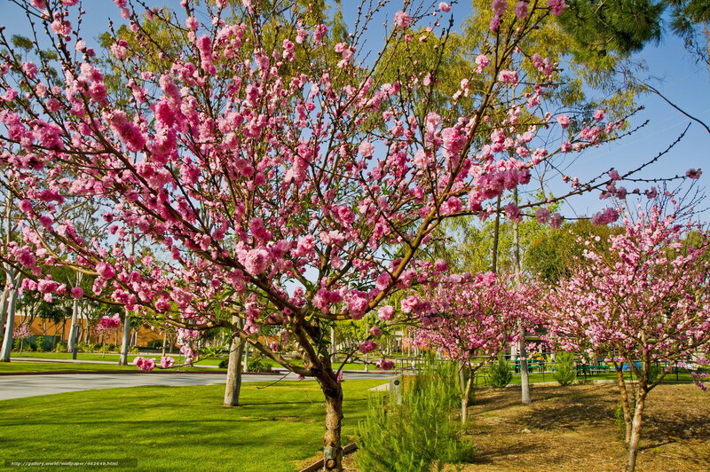 Pink blossoms in a park