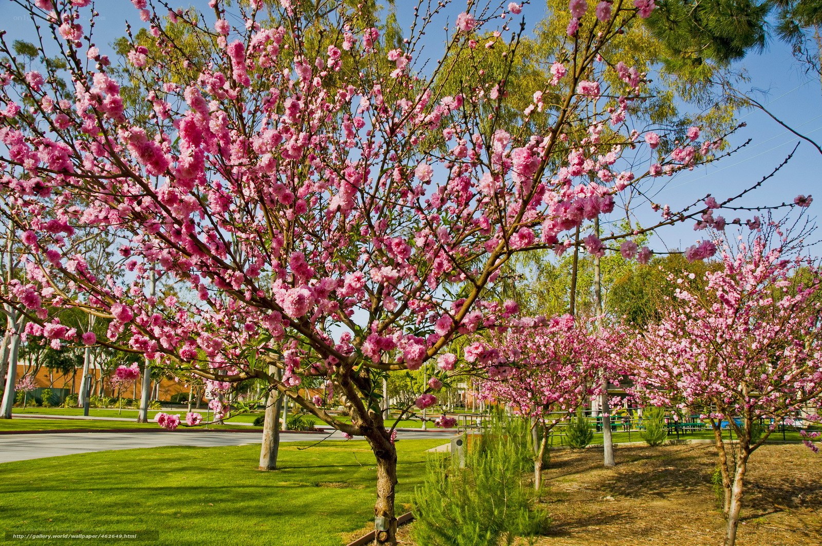 Pink blossoms in a park
