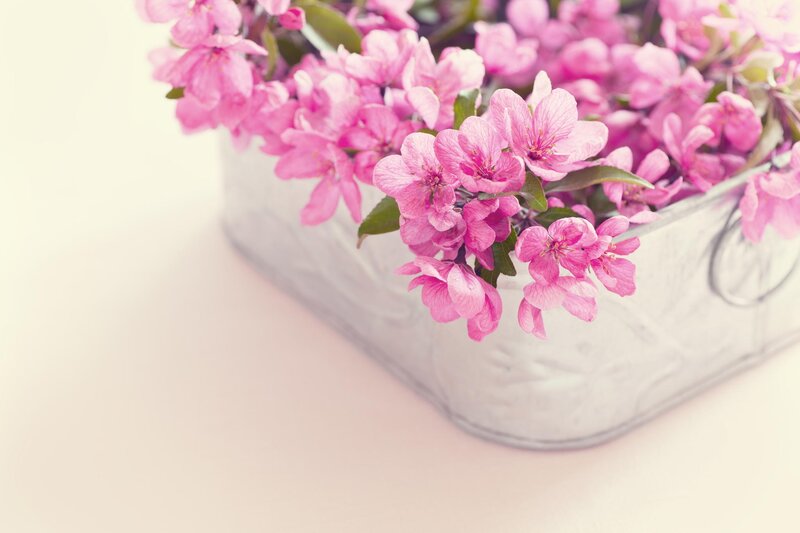 Pink Blossoms in Container