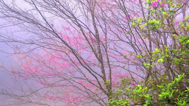 Pink Blossoms in Fog