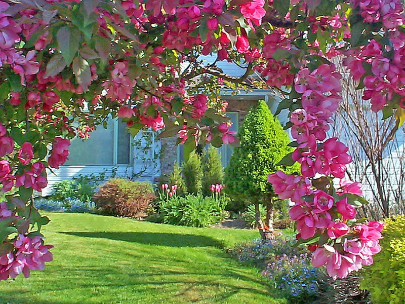 Pink Blossoms in Garden