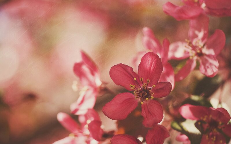 pink blossoms in soft focus