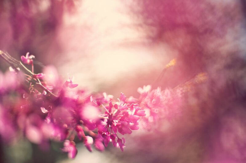 Pink blossoms in soft light