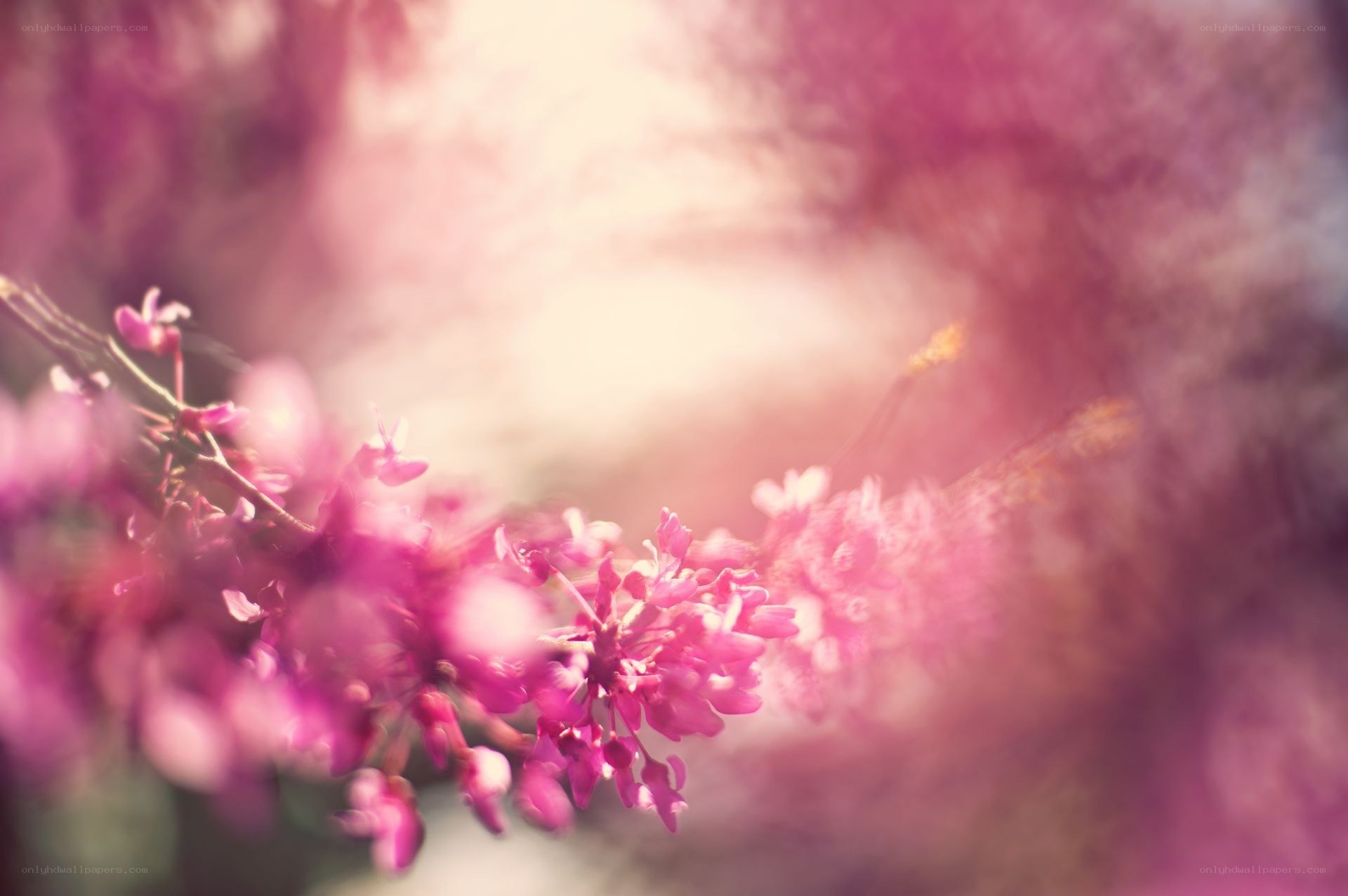 Pink blossoms in soft light