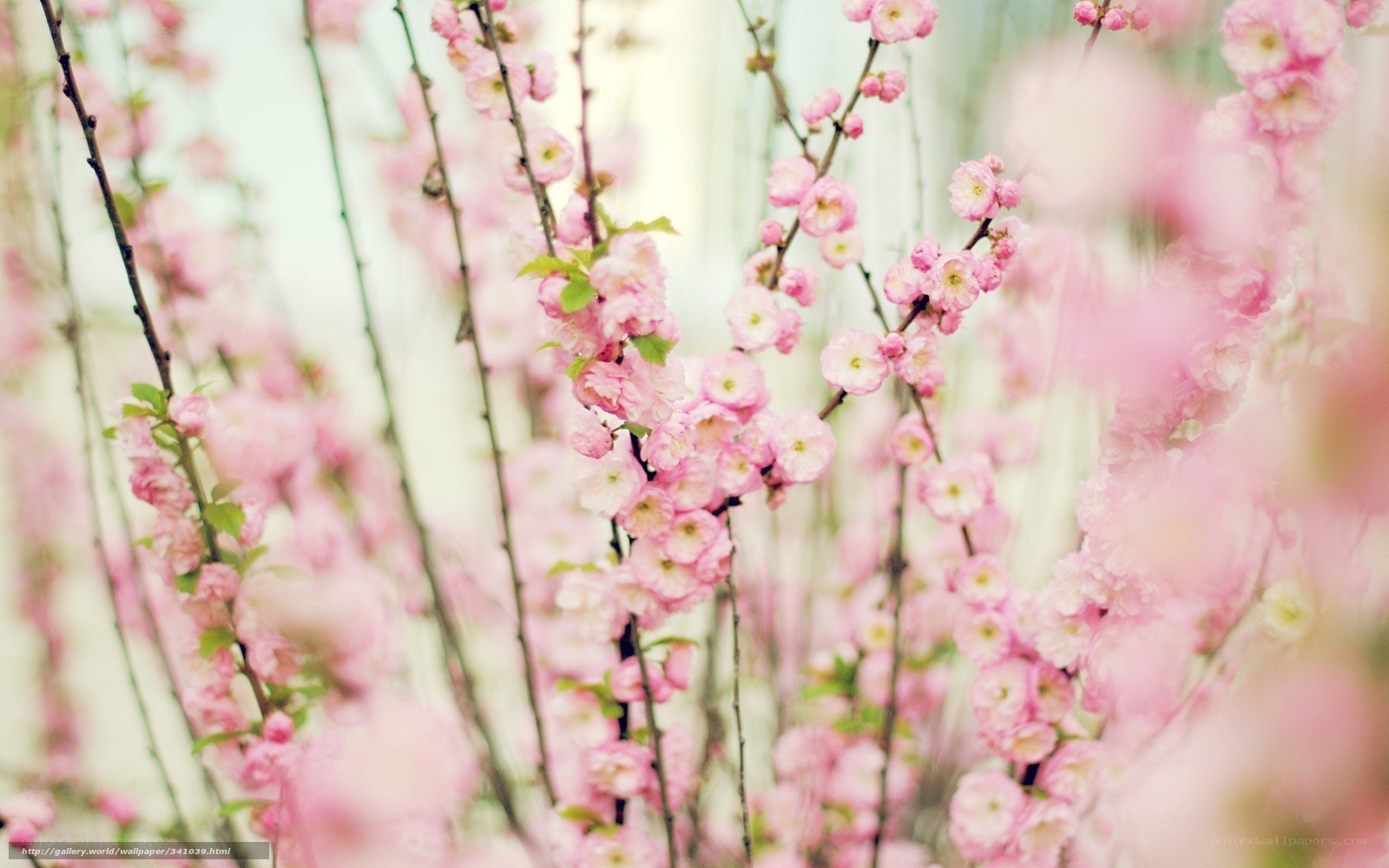 Pink blossoms in spring