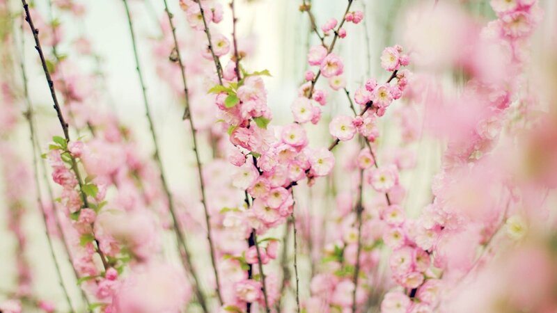 Pink blossoms in spring