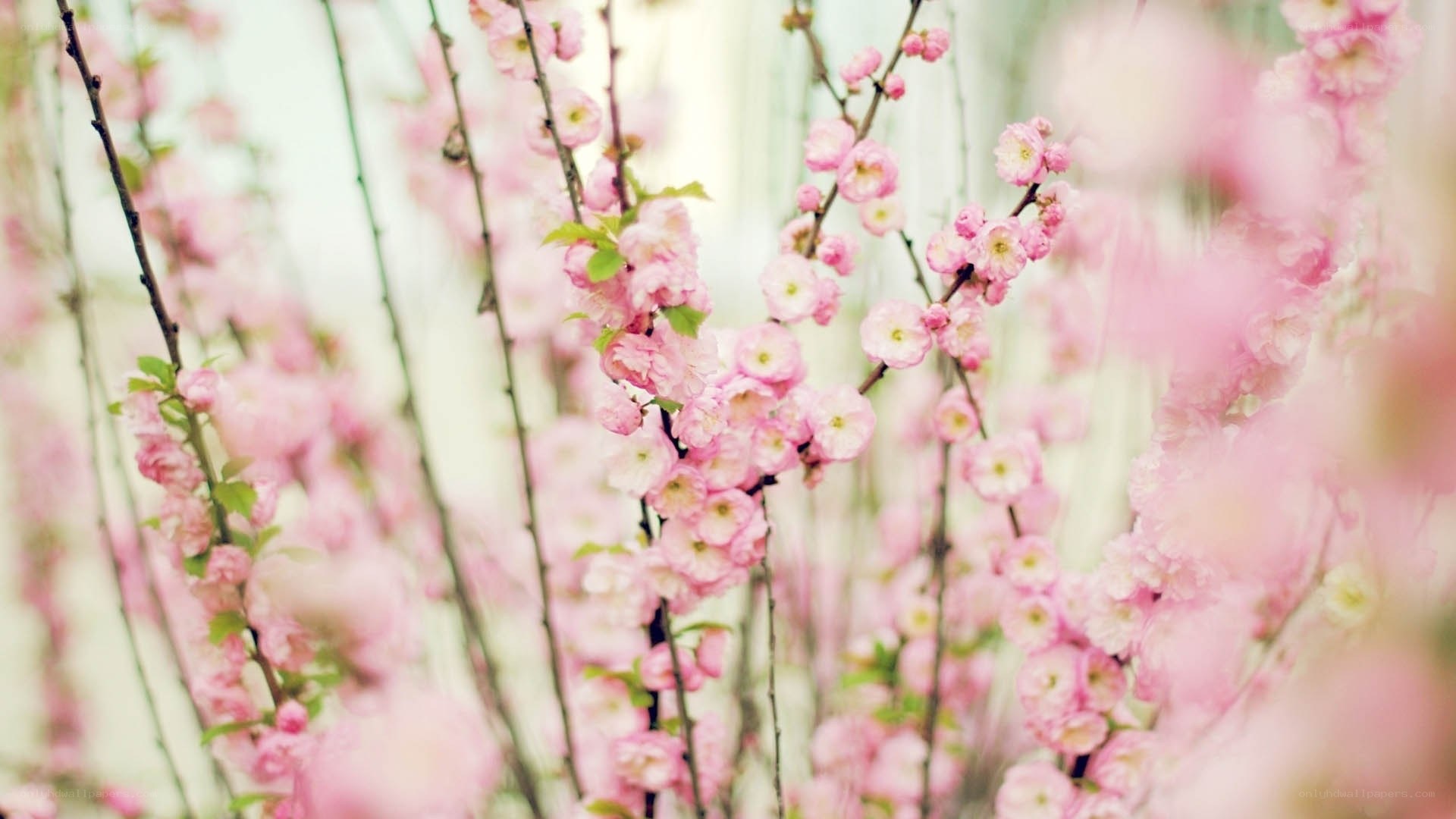 Pink blossoms in spring