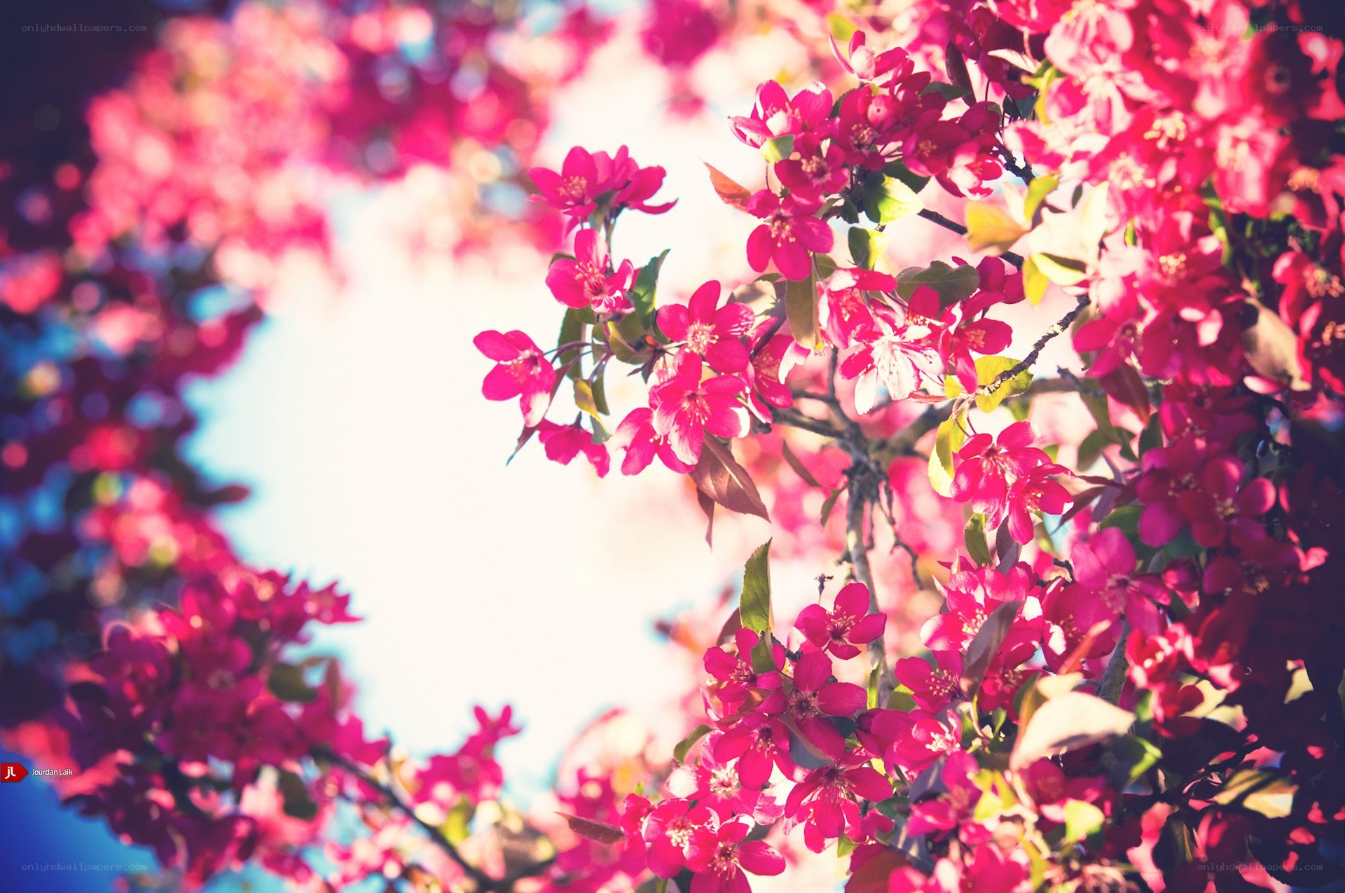Pink blossoms in spring