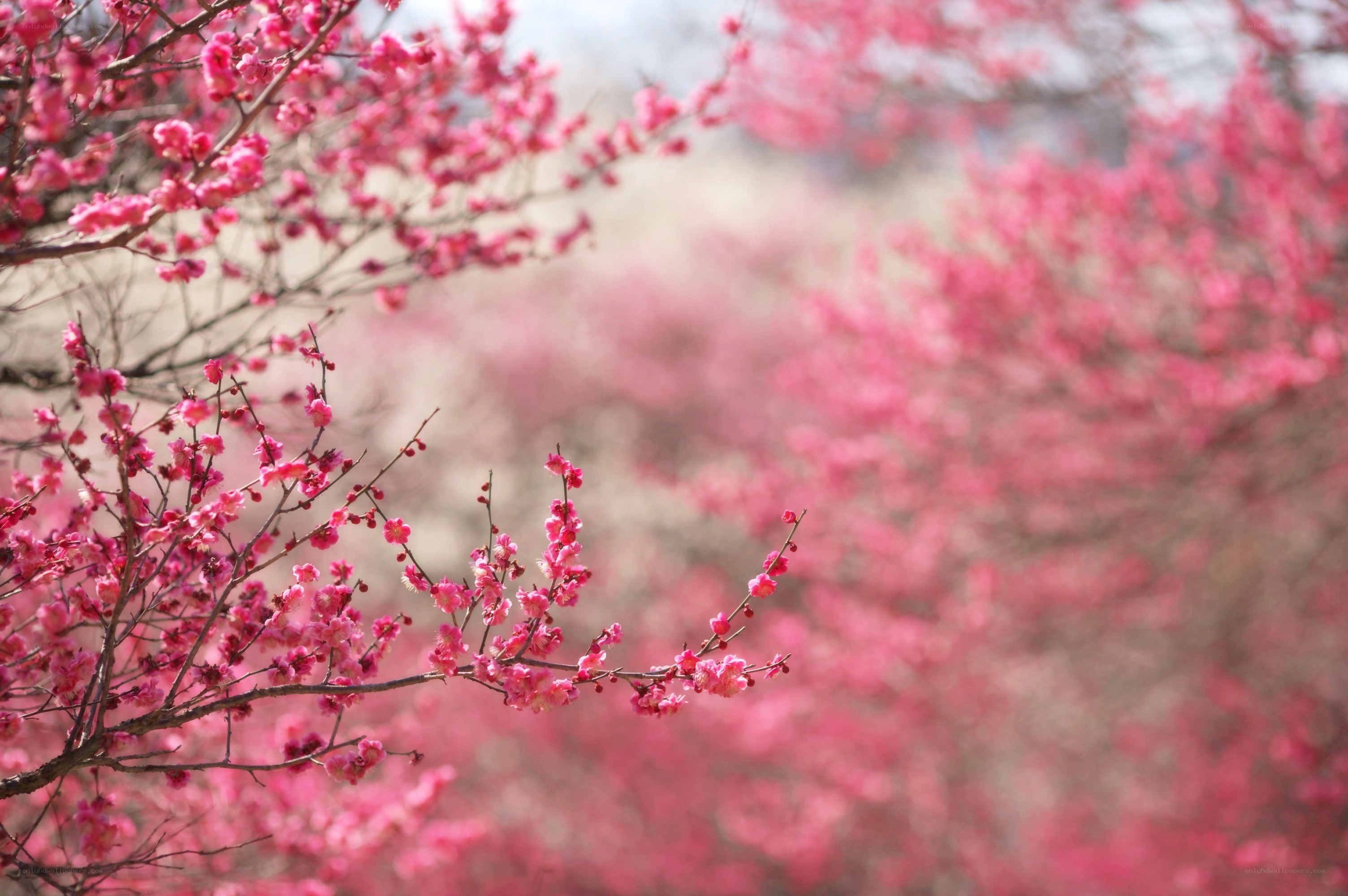 Pink blossoms in spring