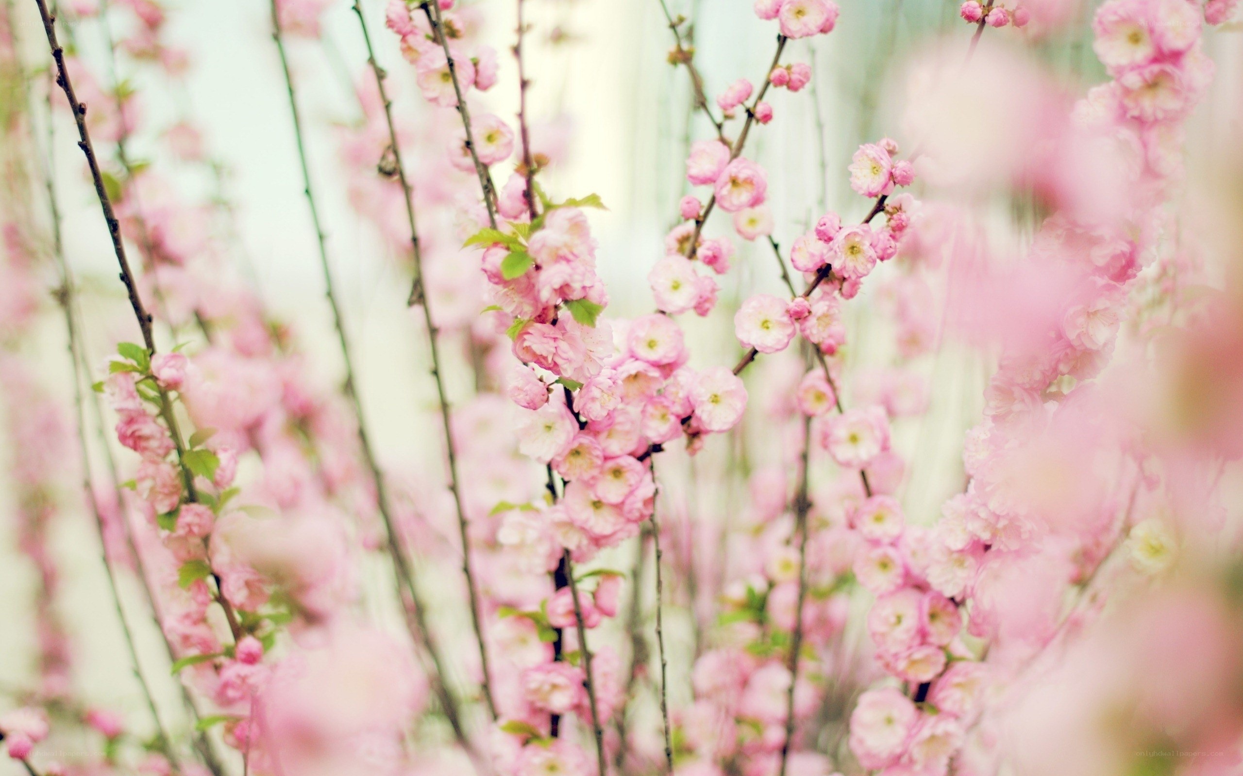 Pink blossoms in spring