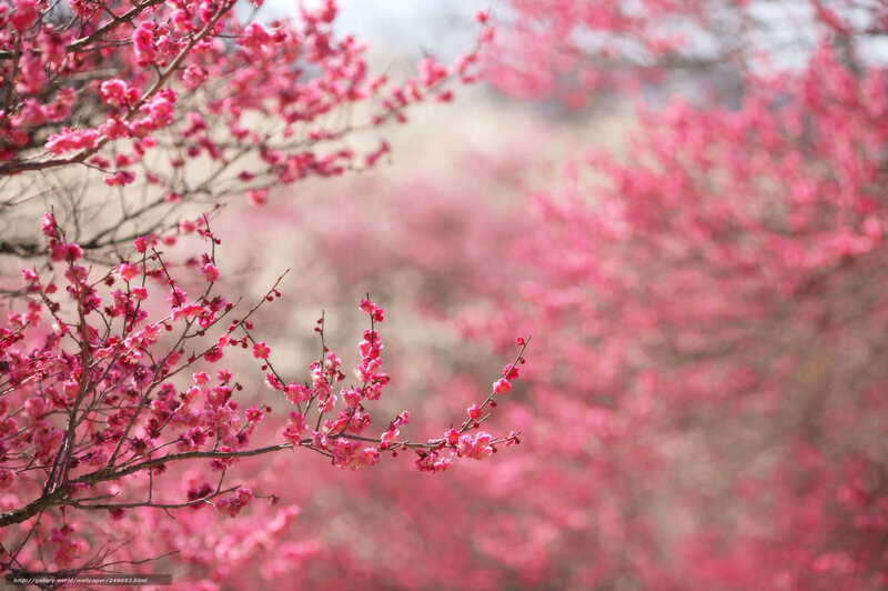 Pink blossoms in spring