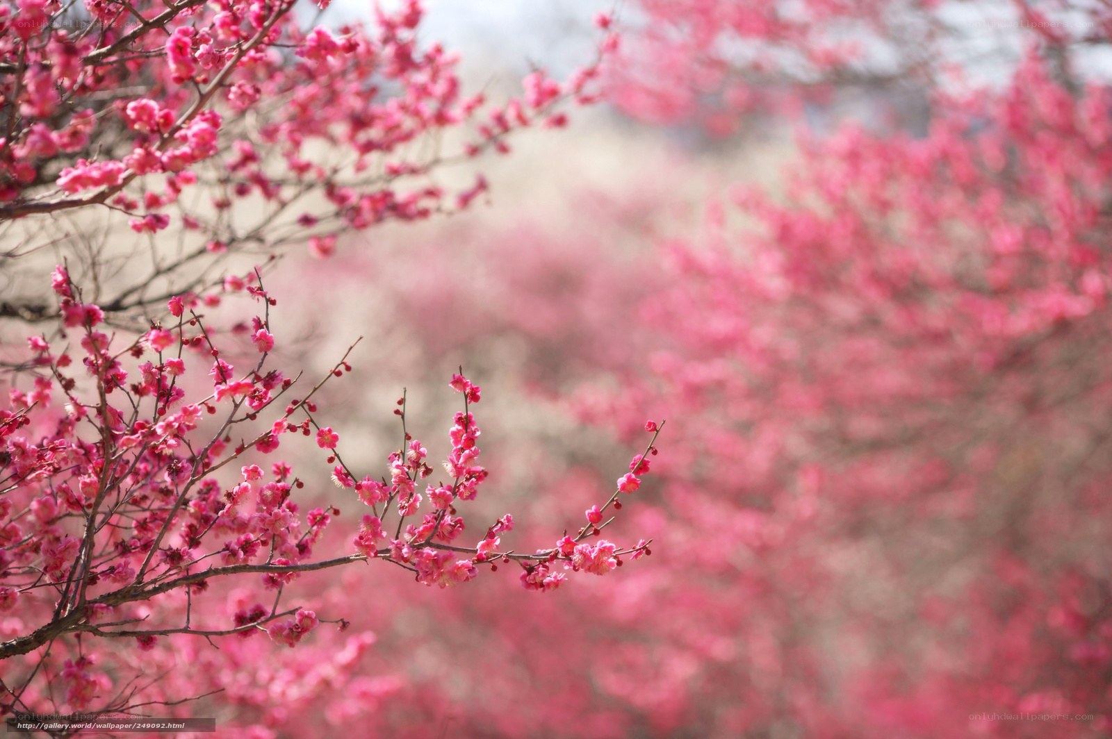 Pink blossoms in spring