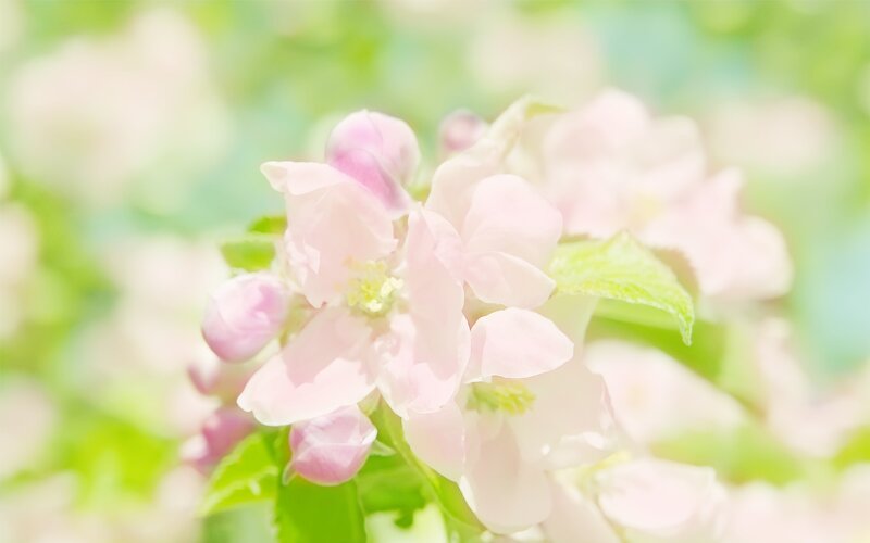 pink blossoms in sunlight