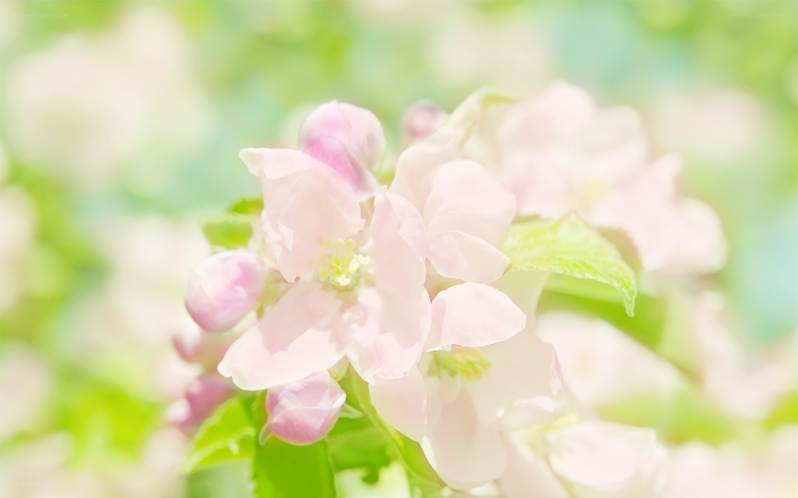 pink blossoms in sunlight