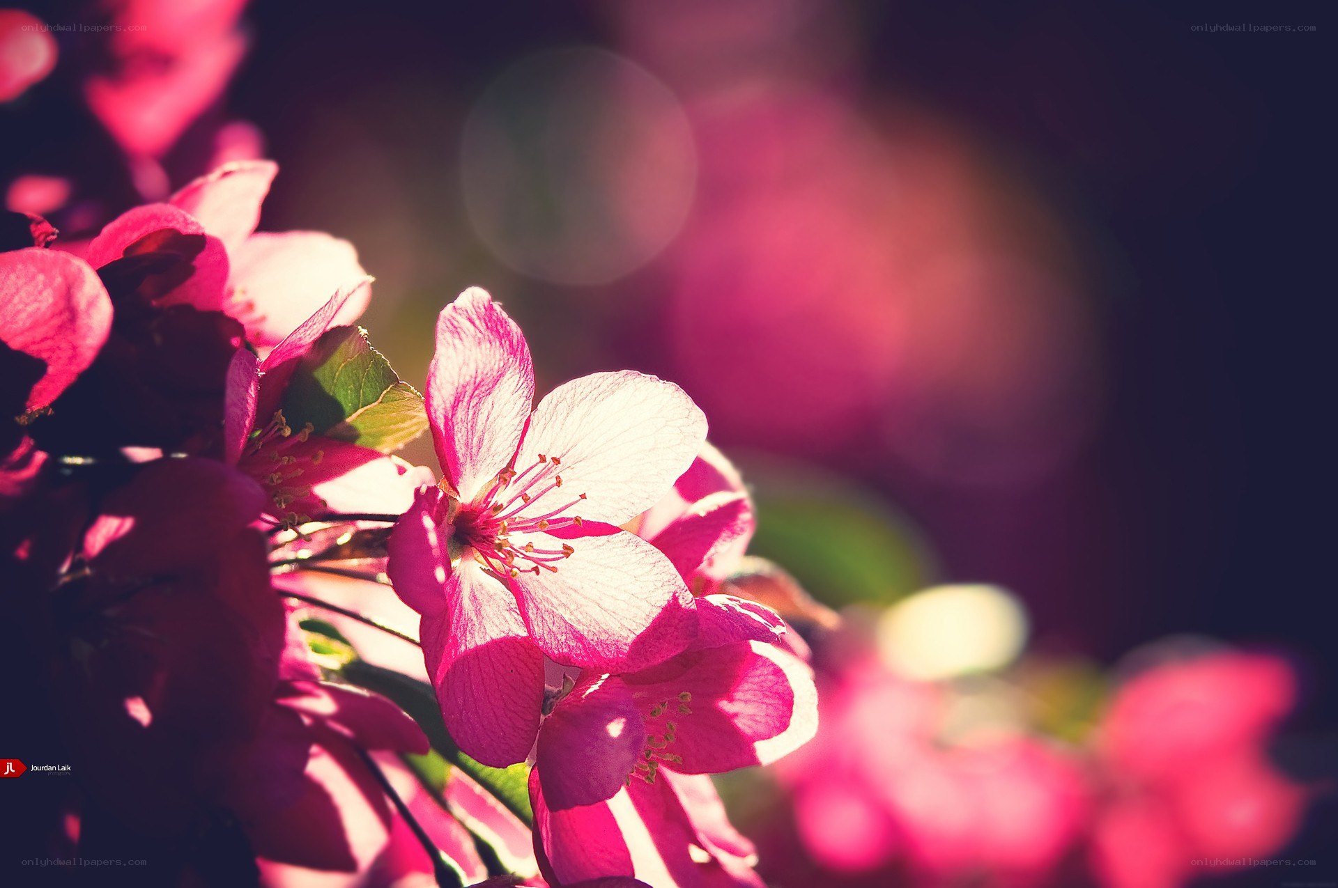 Pink blossoms in sunlight