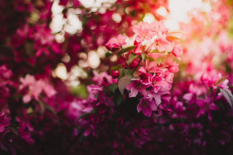 Pink blossoms in sunlight
