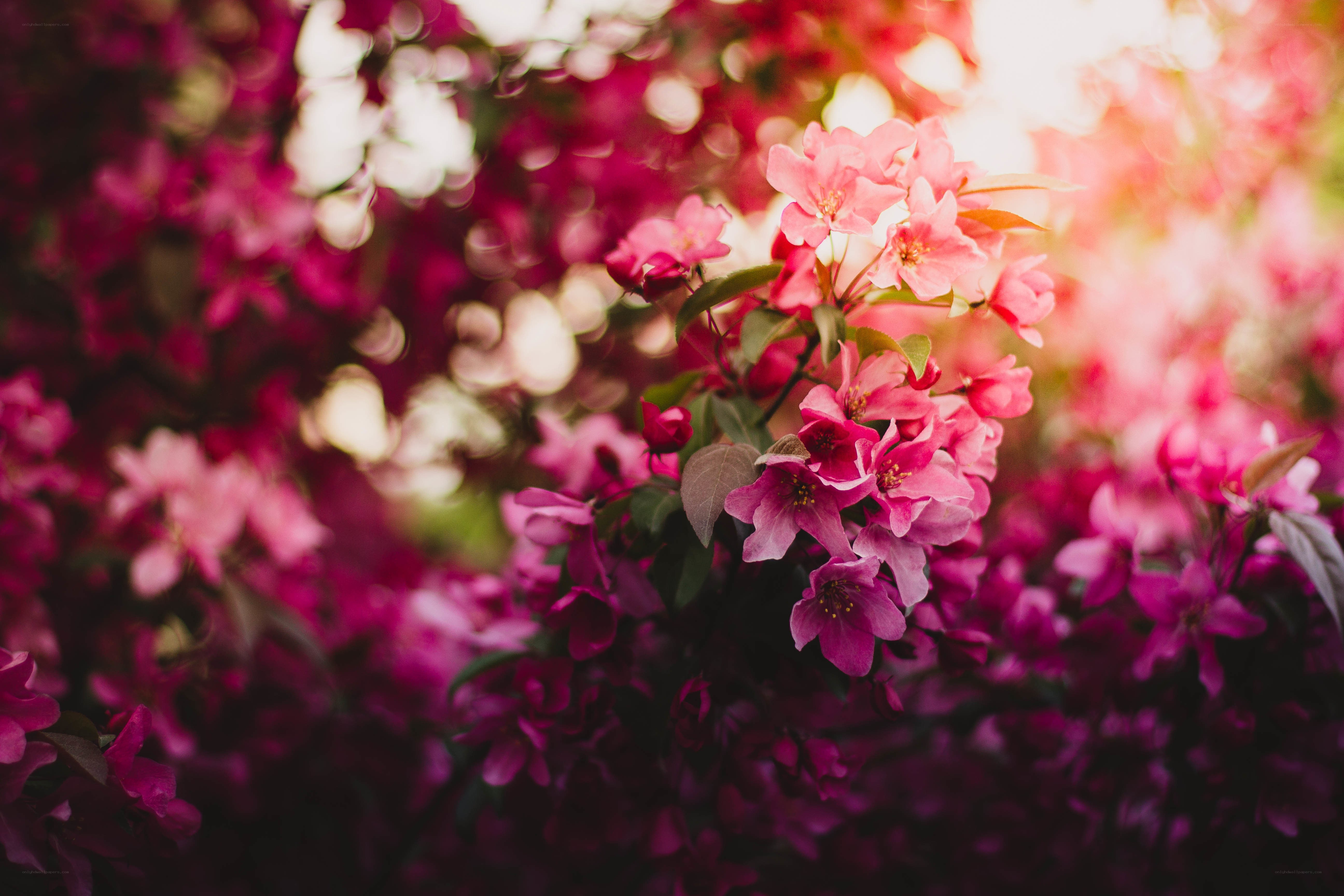 Pink blossoms in sunlight
