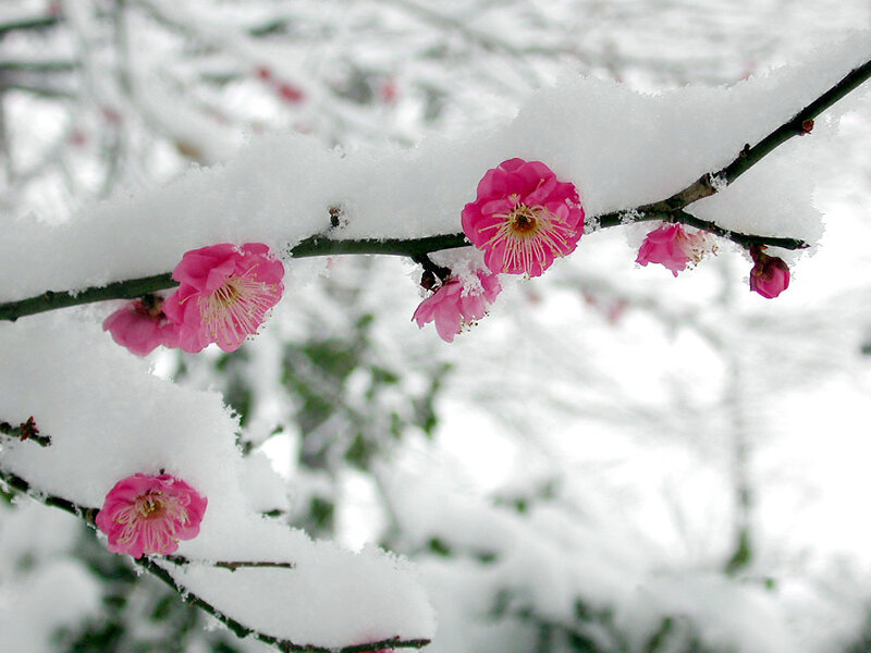 Pink blossoms in the snow