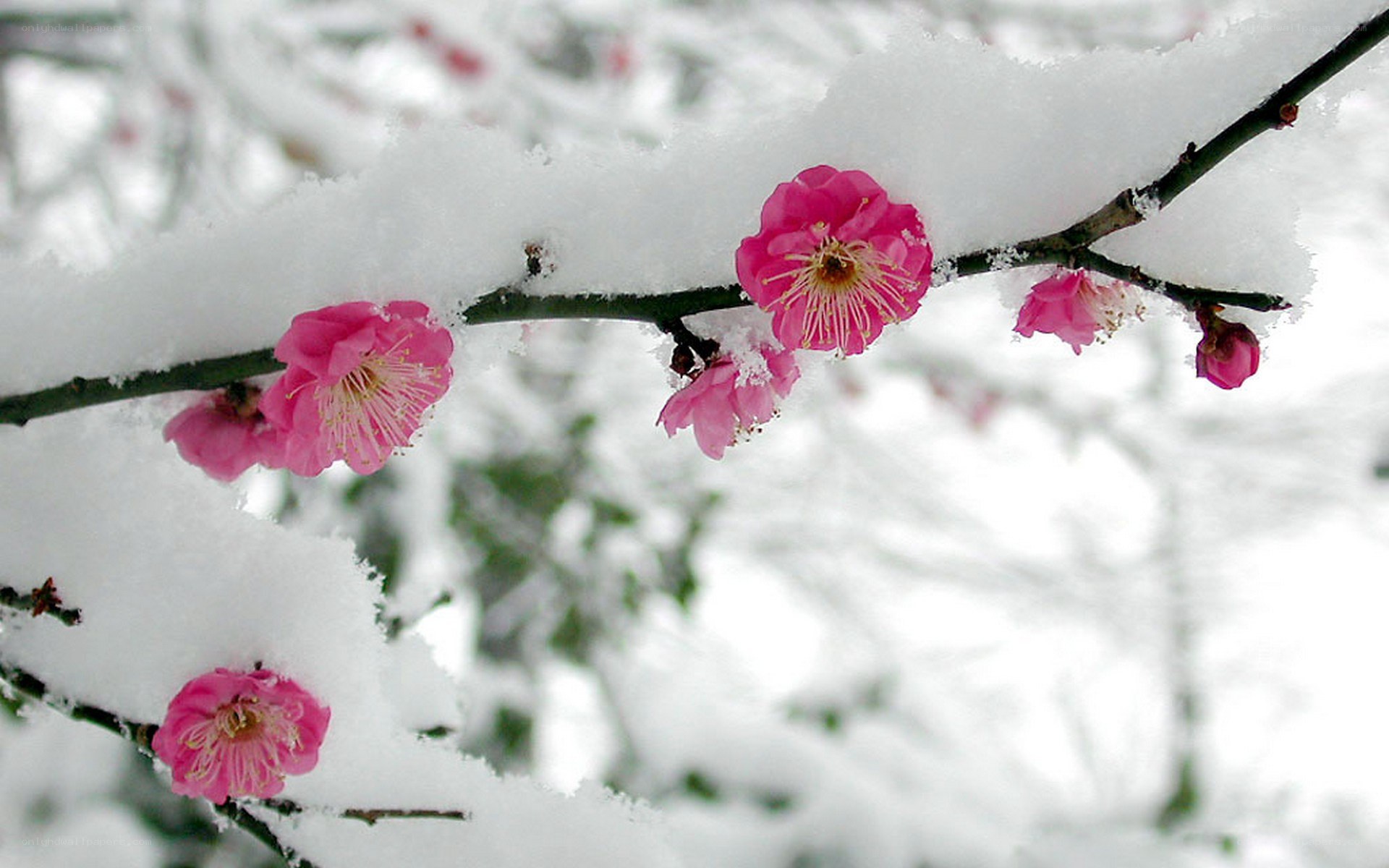 Pink blossoms in the snow
