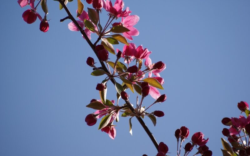 Pink blossoms on a blue sky