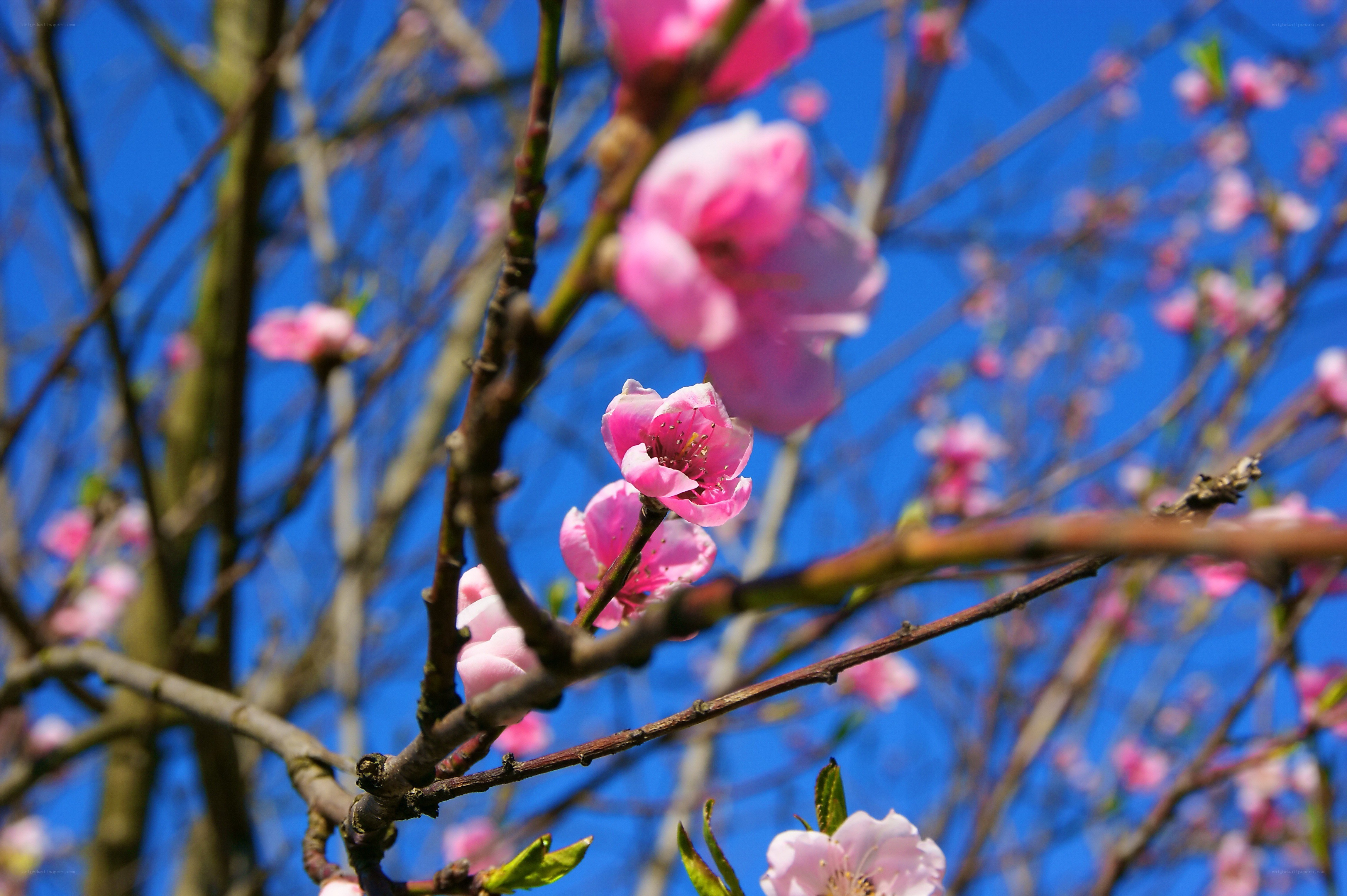 Pink blossoms on a blue sky