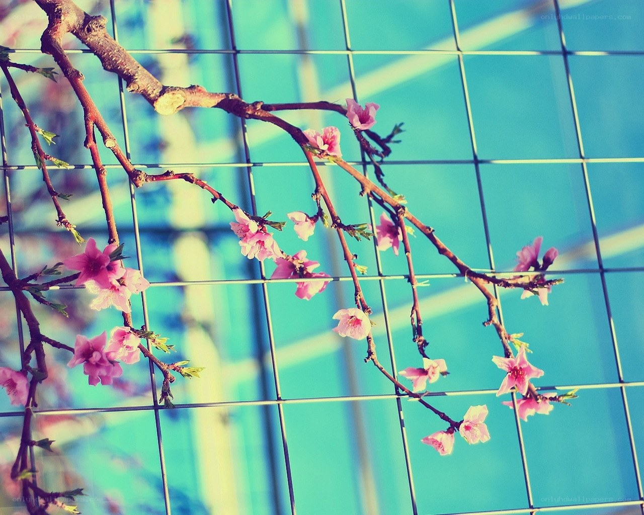 Pink blossoms on a branch