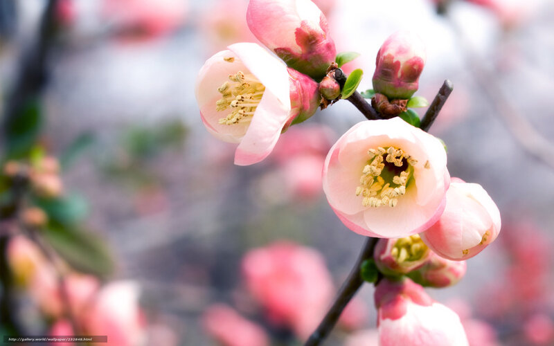 Pink blossoms on a branch