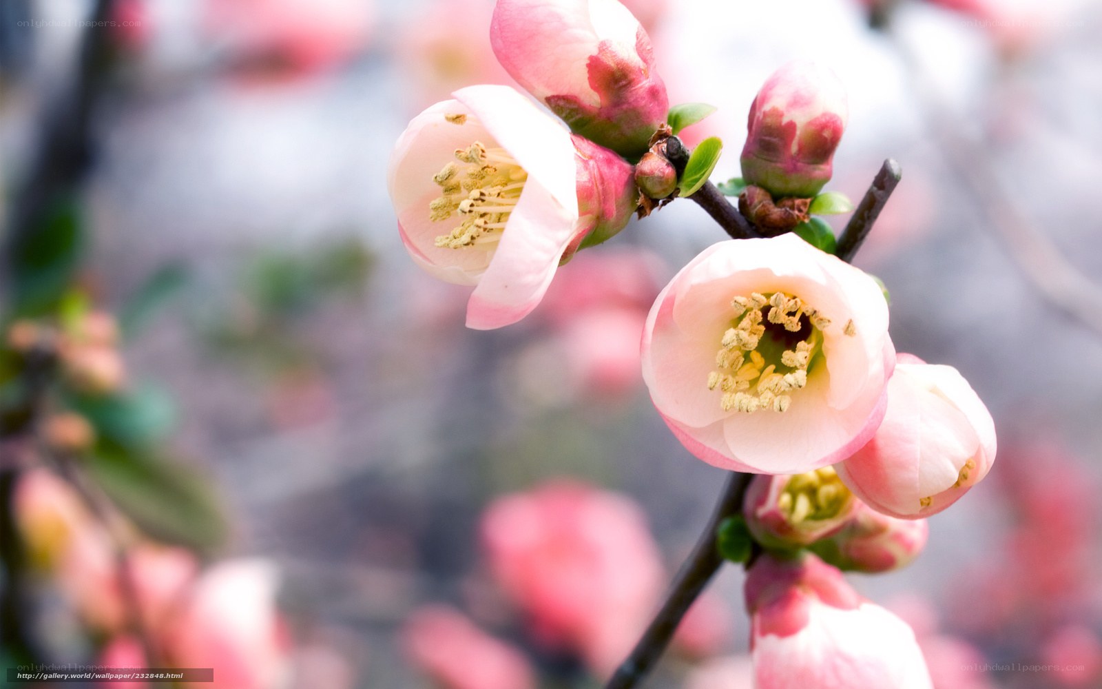 Pink blossoms on a branch