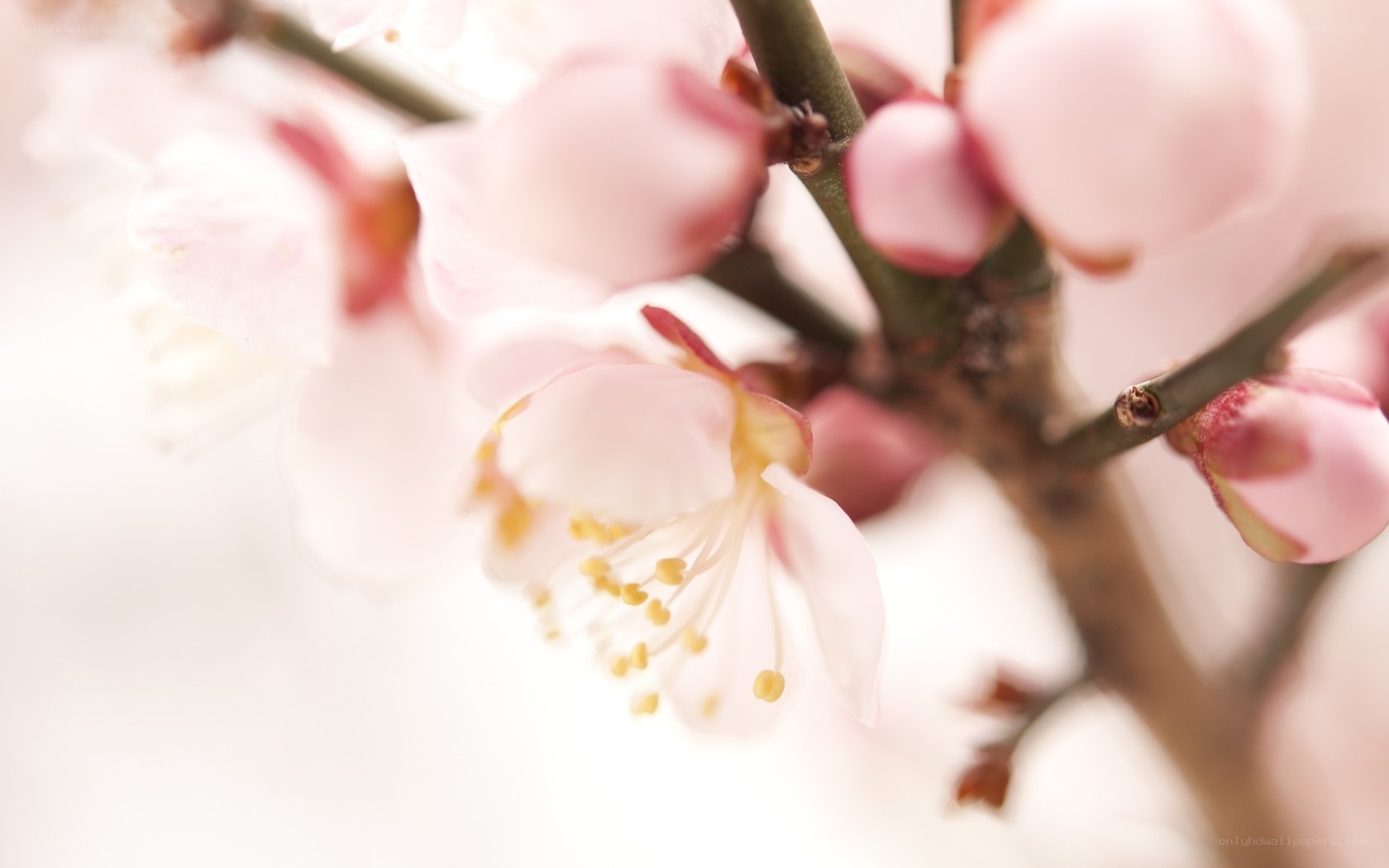 Pink blossoms on a branch