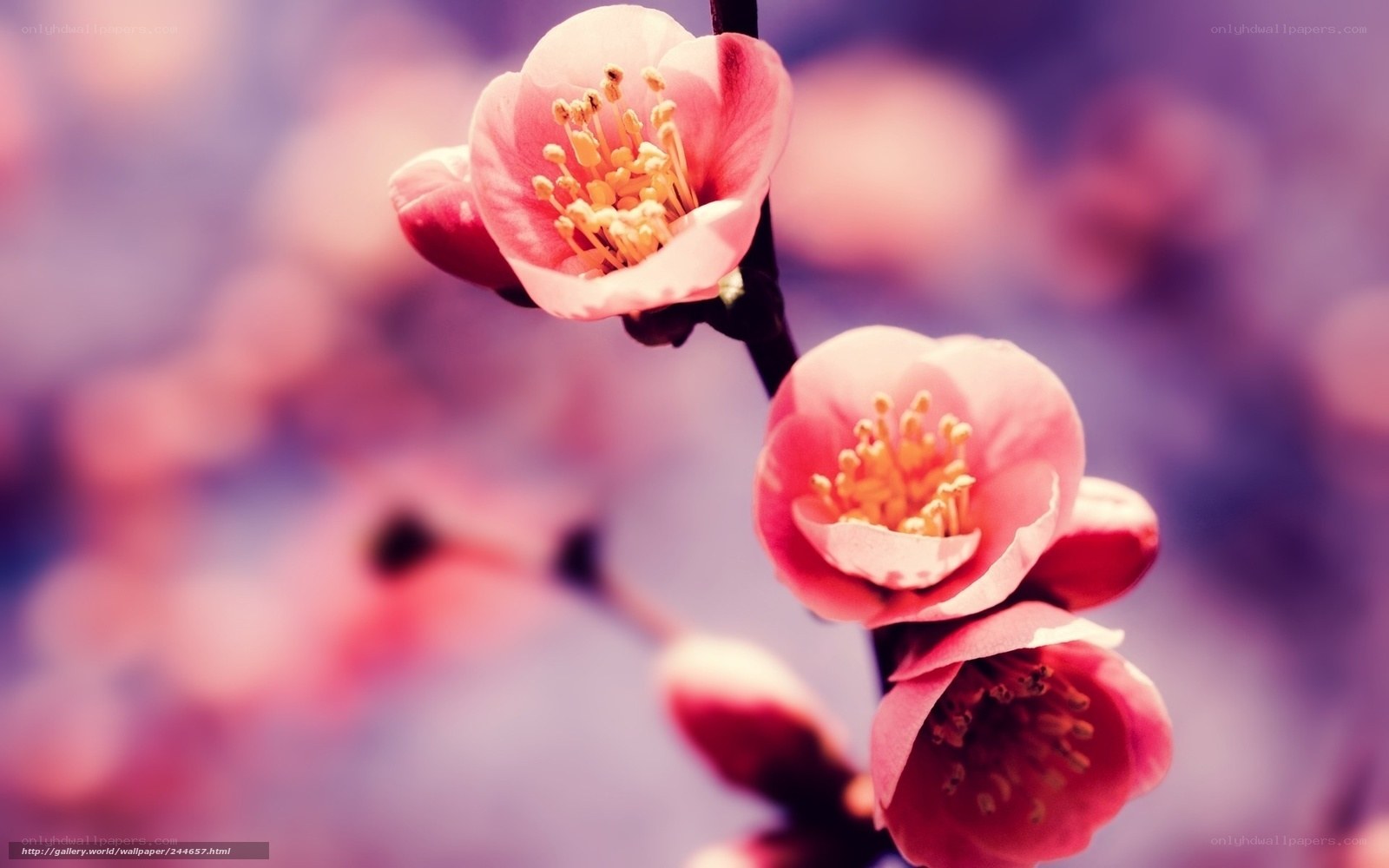 Pink blossoms on a branch