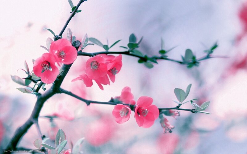 Pink blossoms on a branch