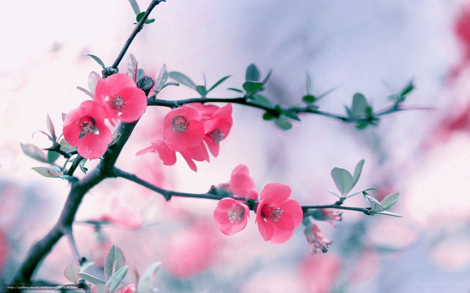 Pink blossoms on a branch
