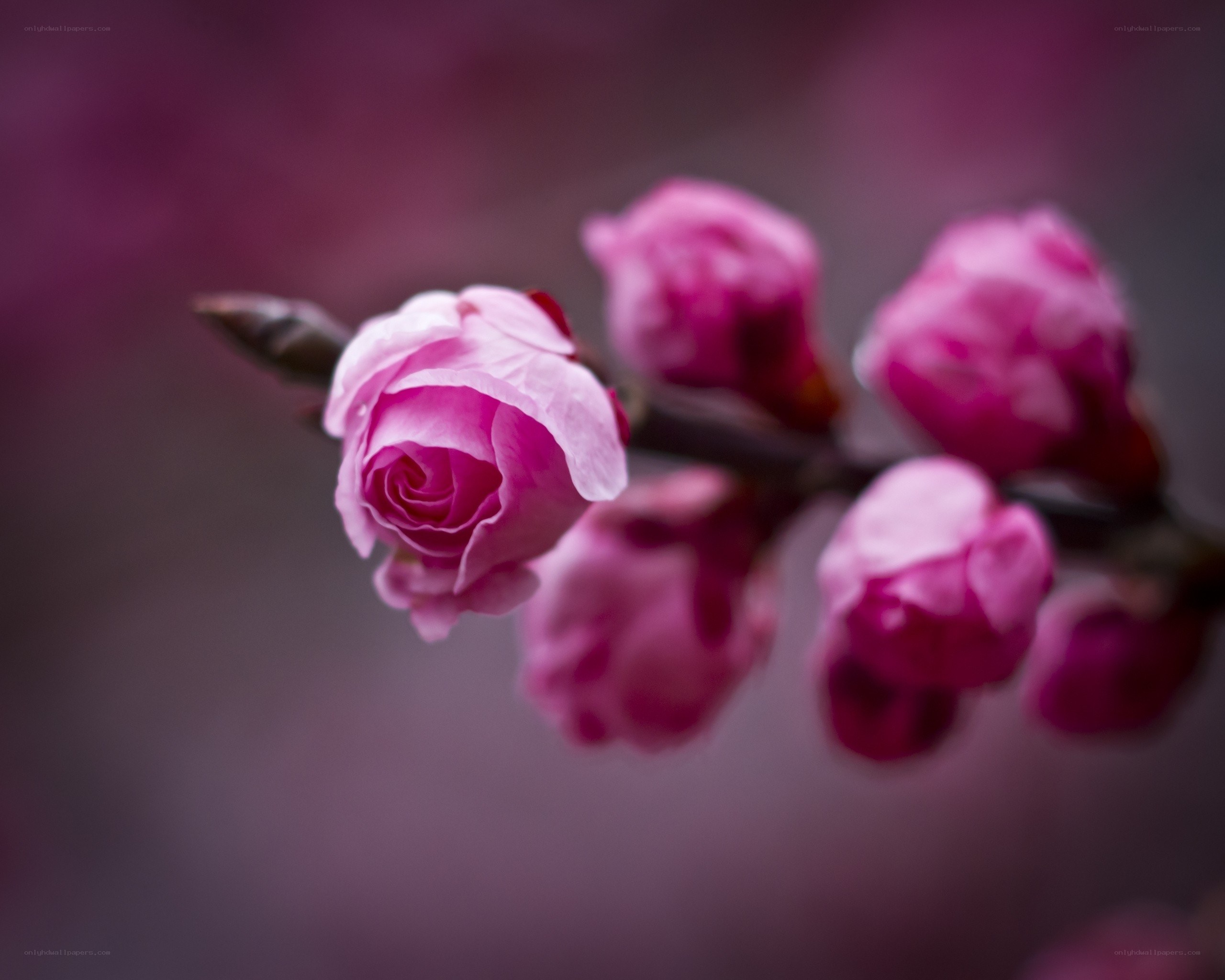 Pink blossoms on a branch