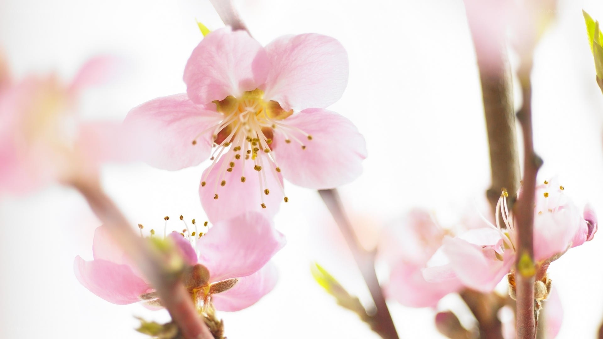 Pink blossoms on a branch