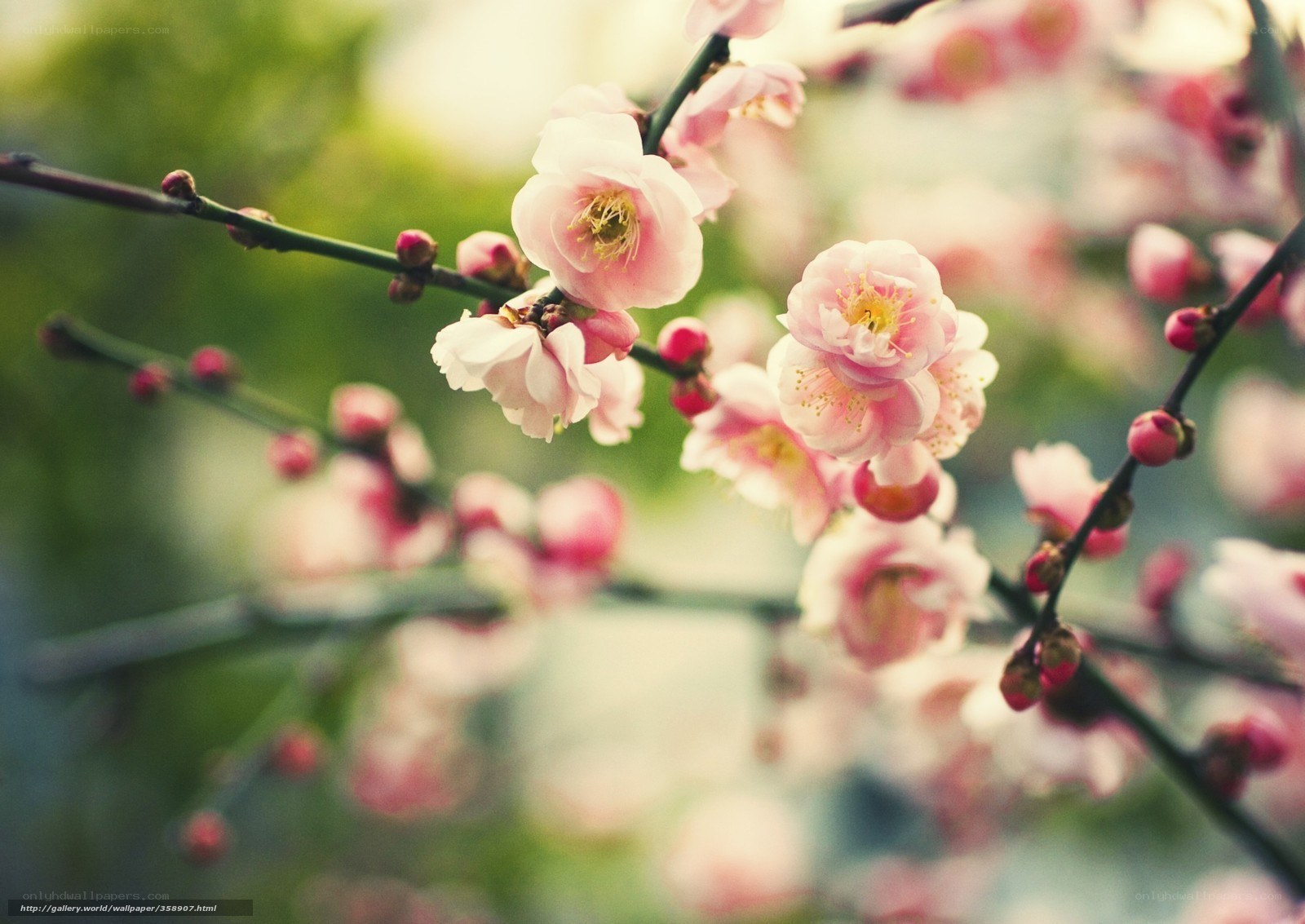 Pink blossoms on a branch