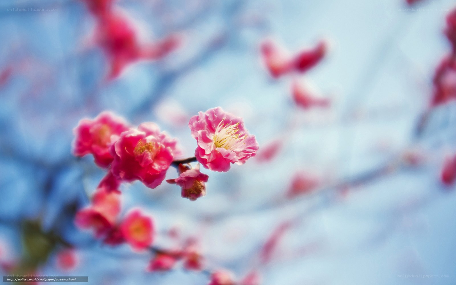 Pink blossoms on a branch