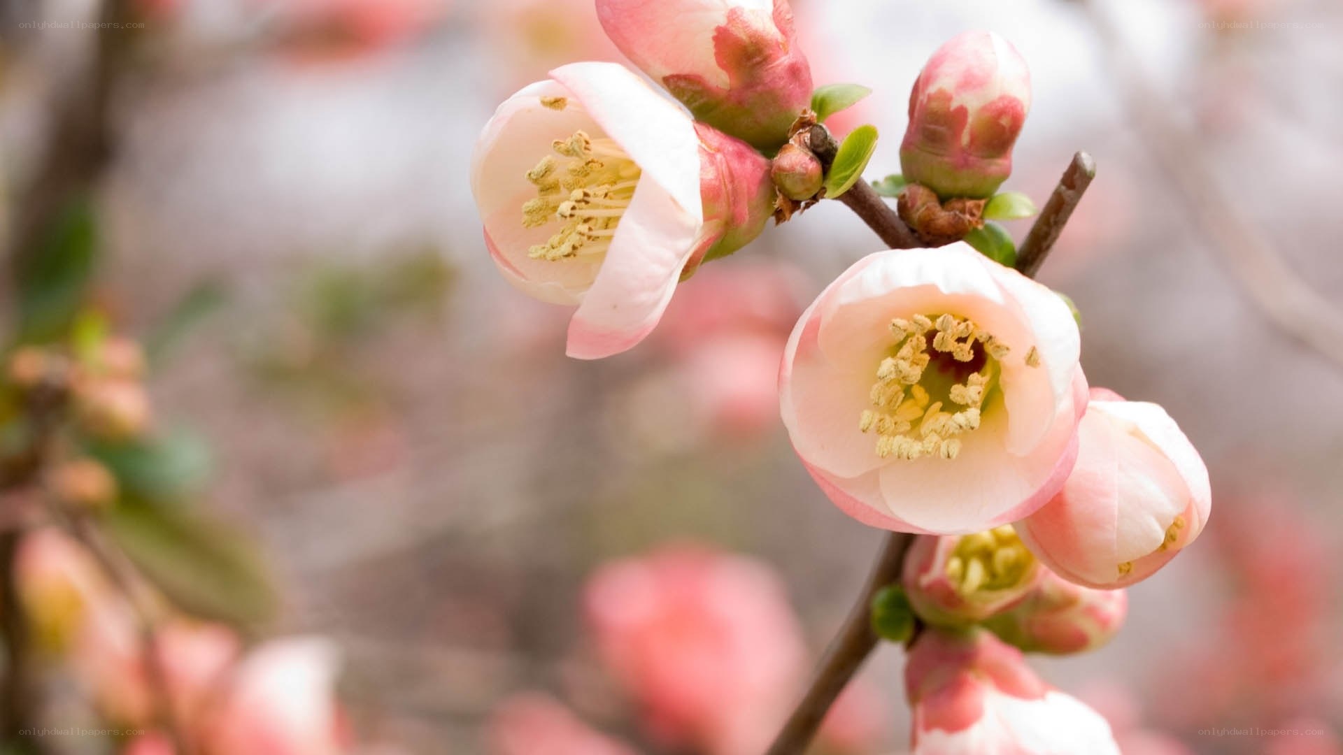 Pink blossoms on a branch