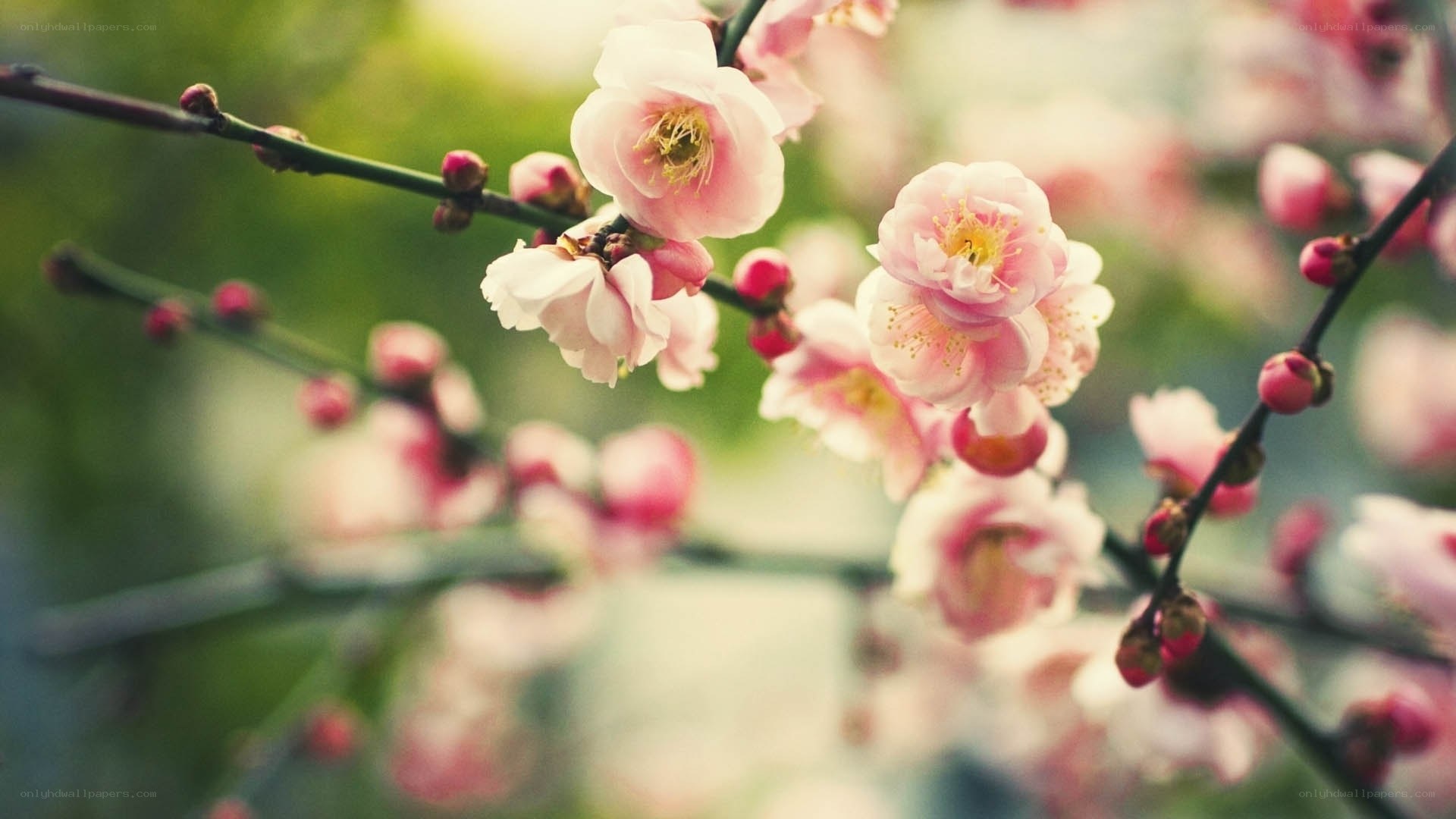 Pink blossoms on a branch