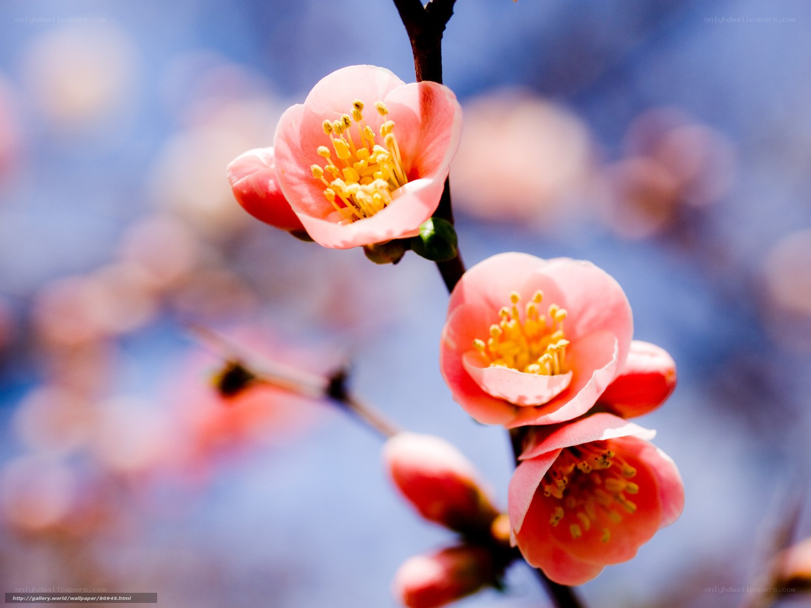 Pink blossoms on a branch