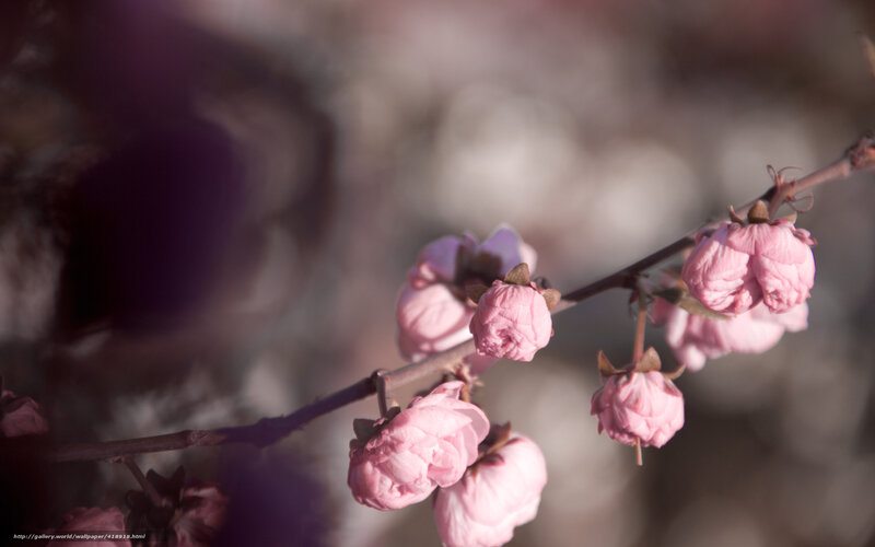 Pink blossoms on a branch